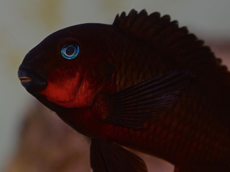 Tropheus sp. 'mpimbwe' Cape Mpimbwe (Red Cheek)